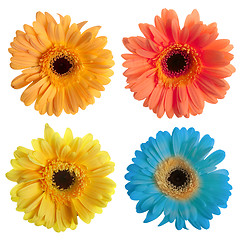 Image showing Set of gerbera flowers