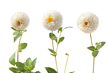 Image showing Beautiful white dahlias