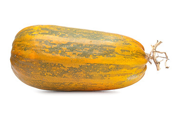 Image showing Single fresh pumpkin