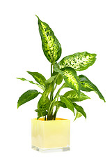 Image showing Houseplant