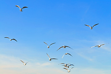 Image showing Seagulls