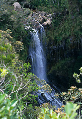Image showing Waterfall in forest, Mauritius Island, Indian Ocean