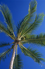 Image showing Downview of Palm trees leaves at Mauritius Island