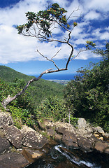 Image showing Tree and wild landscape in south of Mauritius Island