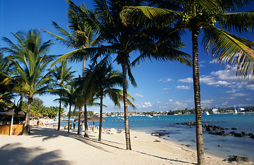 Image showing Palm trees on Grand Baie beach at Mauritius Island