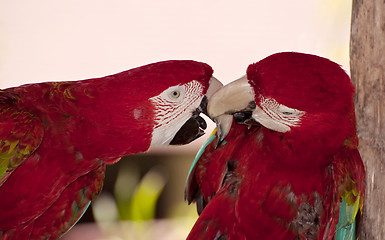 Image showing Two colorful parrots.