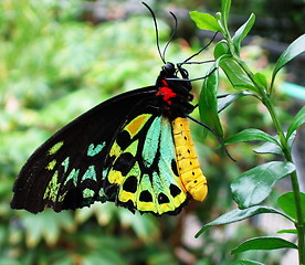 Image showing Glorious Butterfly