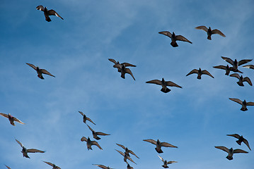 Image showing Flying pigeons