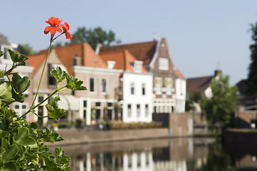 Image showing Geranium