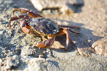 Image showing Crab