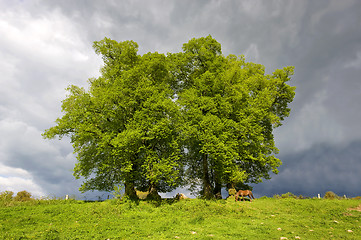 Image showing Trees before a storm