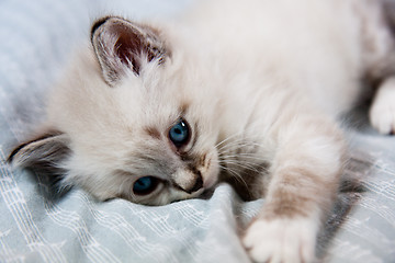 Image showing Young kitten blue eyes