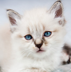 Image showing A kitten with blue eyes