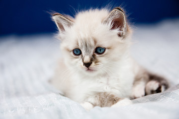 Image showing Portrait of a kitten with blue eyes