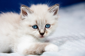 Image showing Portrait of a kitten