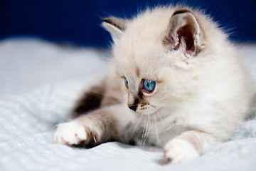 Image showing A kitten ready to hunt