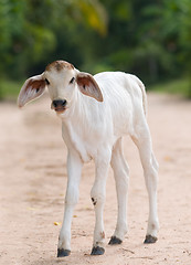 Image showing Cute, young calf with big ears