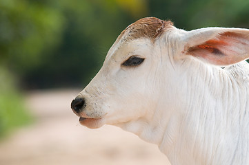 Image showing Cute, young calf with big ears