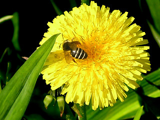 Image showing Bee on yellow flower