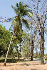Image showing Coconut Tree with road