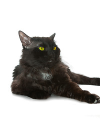 Image showing black cat