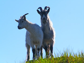 Image showing Mountain farm goats
