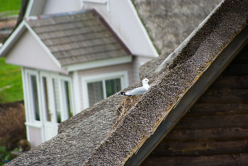 Image showing seagull nested