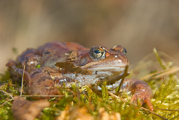 Image showing moor frog 