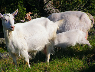 Image showing Mountain farm goats