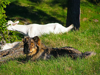 Image showing Mountain farm goats