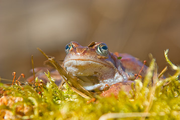 Image showing moor frog 