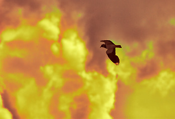 Image showing Lapwing