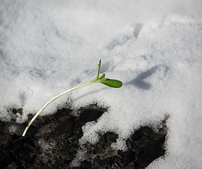 Image showing The first spring shoots 