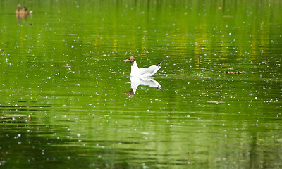 Image showing The gull among white poplar seed tufts