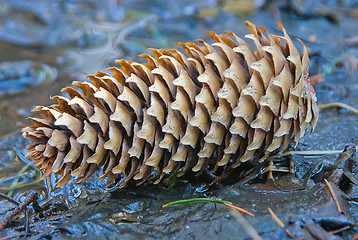 Image showing Fir cone 