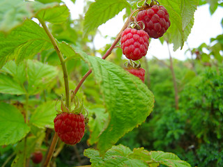 Image showing Ripe raspberry