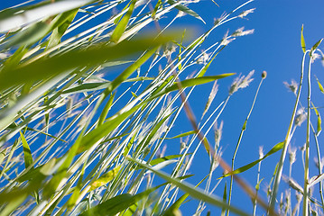 Image showing wheat