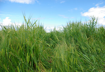 Image showing In fields