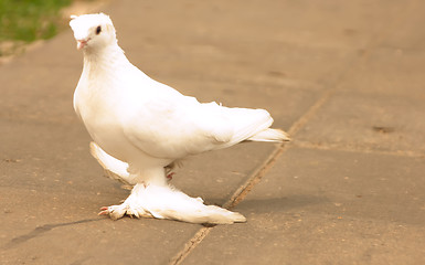 Image showing pigeon 