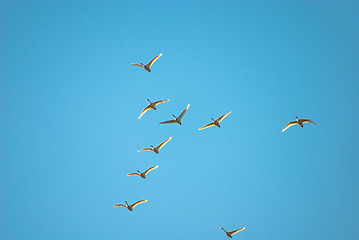 Image showing flight of swans 