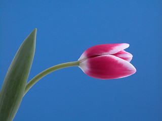 Image showing beauty in pink