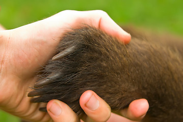 Image showing Hand shake