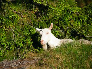 Image showing Mountain farm goats