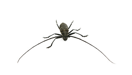 Image showing capricorn beetle 