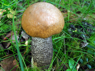 Image showing Young mushrooms 
