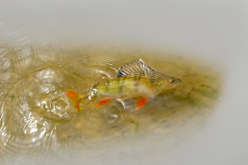 Image showing perch 