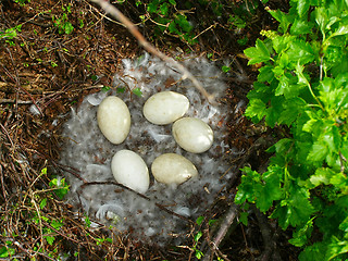 Image showing Nest of an eider (Somateria)