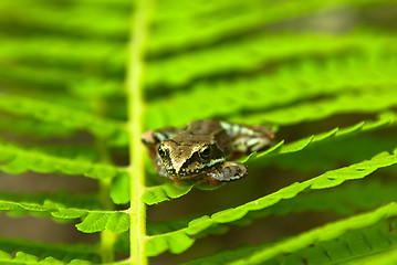 Image showing young frog