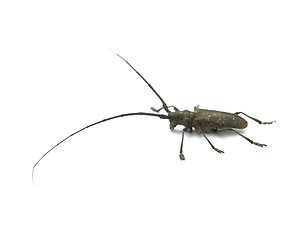 Image showing capricorn beetle 