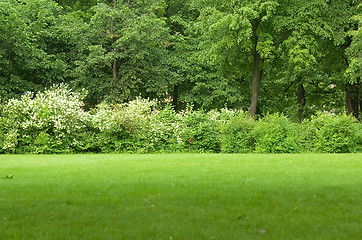 Image showing park glade